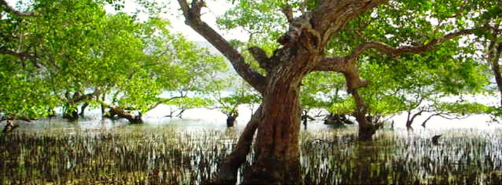 1856/Sunderban Tiger Camp - Sunderban 10.jpg